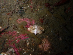 Cryptolithodes typicus