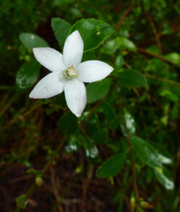 Crowea angustifolia