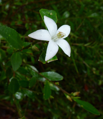 Crowea angustifolia
