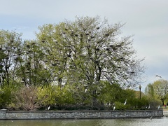 Nycticorax nycticorax