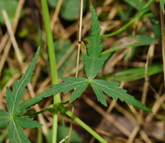 Hydrocotyle geraniifolia