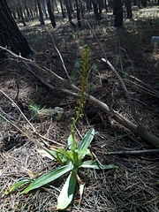 Orchis anthropophora image