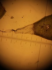 Hedwigia detonsa