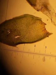 Hedwigia detonsa