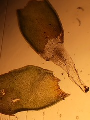 Hedwigia detonsa