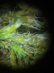 Hedwigia detonsa