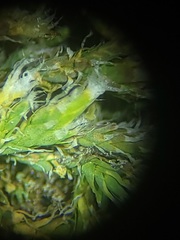Hedwigia detonsa