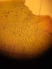 Hedwigia detonsa
