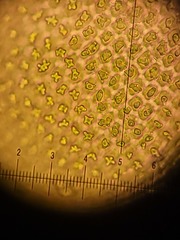 Hedwigia detonsa