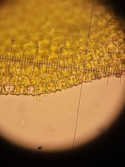 Hedwigia detonsa