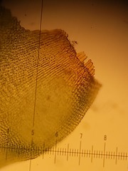 Hedwigia detonsa