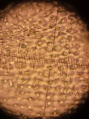 Hedwigia detonsa