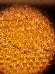 Hedwigia detonsa
