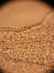 Hedwigia detonsa