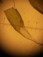 Hedwigia detonsa