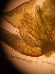 Hedwigia detonsa
