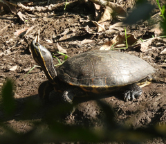 Trachemys venusta venusta