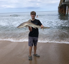 Carcharhinus acronotus