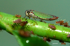 Macugonalia cavifrons