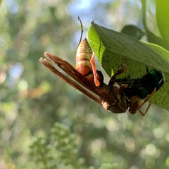 Euglossa viridissima