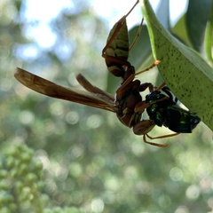 Euglossa viridissima