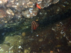 Sebastes nigrocinctus