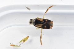 Notonecta triguttata