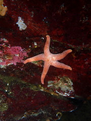 Henricia leviuscula