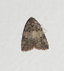 Tolpia conscitulana