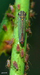 Macugonalia cavifrons
