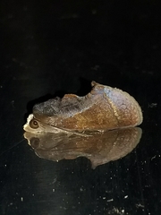 Gonodonta immacula