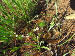 Leptosiphon parviflorus