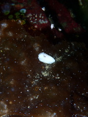 Cadlina