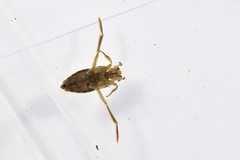 Notonecta triguttata
