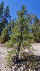 Pinus contorta murrayana
