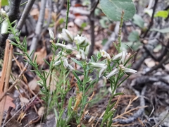 Polygala watsonii