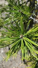 Pinus contorta murrayana