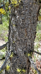 Pinus contorta murrayana