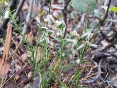 Polygala watsonii