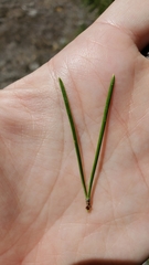 Pinus contorta murrayana