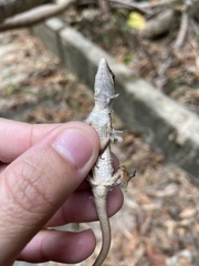 Takydromus kuehnei