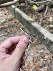 Takydromus kuehnei