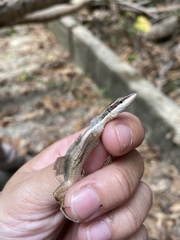 Takydromus kuehnei