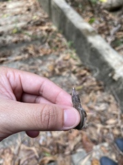 Takydromus kuehnei