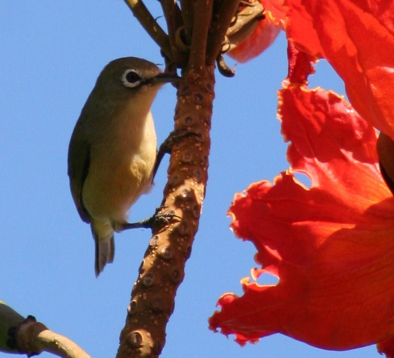 Bridled White-eye