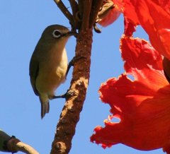 Bridled White-Eye photo 2