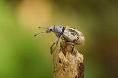 Naupactus glaucus