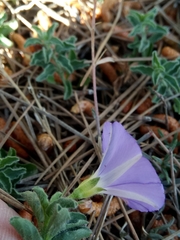 Convolvulus sabatius subsp. mauritanicus image