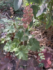 Heuchera maxima