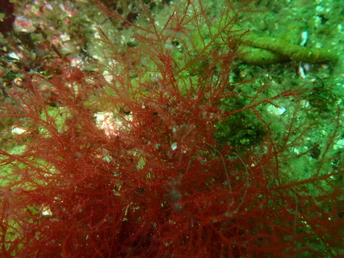 Bonnemaisonia nootkana observed 2021-04-18